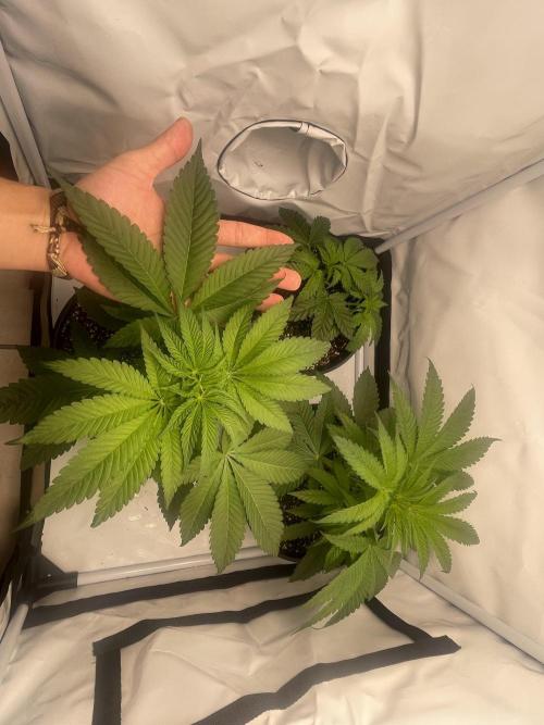 Mimosa primeiro ciclo. Week 6