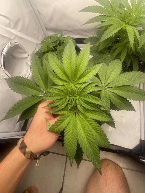Mimosa primeiro ciclo. Week 6
