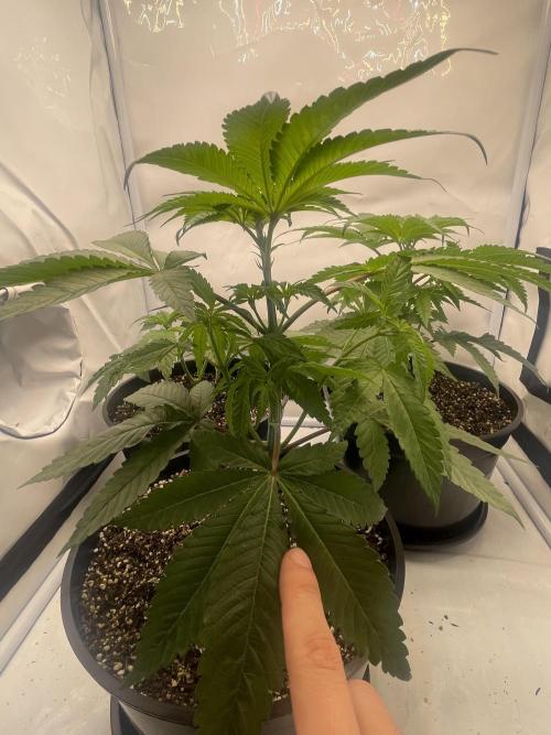 Mimosa primeiro ciclo. Week 6