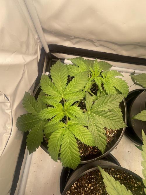Mimosa primeiro ciclo. Week 6