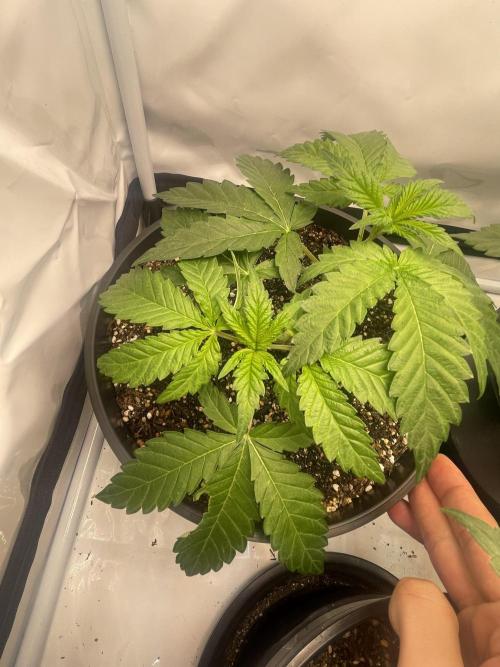 Mimosa primeiro ciclo. Week 6