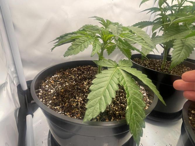 Mimosa primeiro ciclo. Week 6