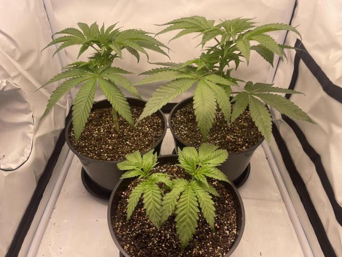 Mimosa primeiro ciclo. Week 6