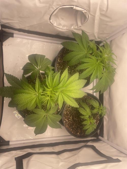 Mimosa primeiro ciclo. Week 6