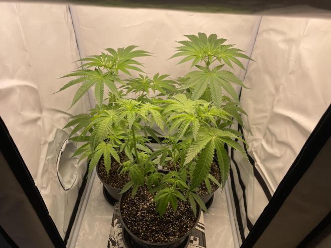Mimosa primeiro ciclo. Week 9