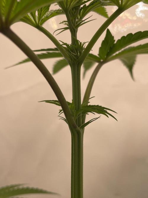 Mimosa primeiro ciclo. Week 9