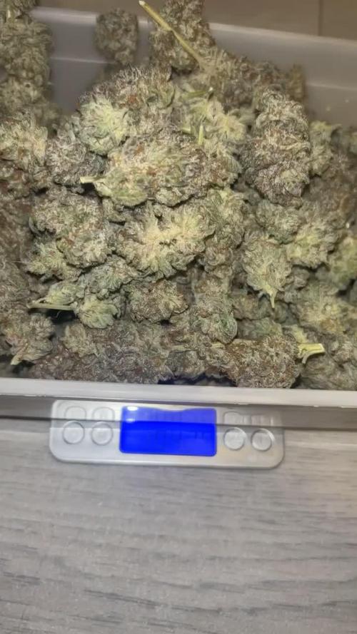 MIMOSA X ORANGE PUNCH & RUNTZ MUFFIN