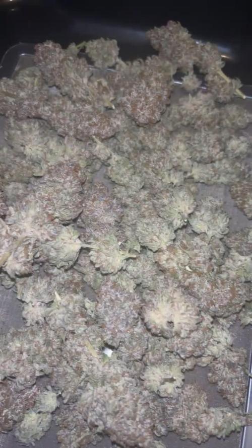 MIMOSA X ORANGE PUNCH & RUNTZ MUFFIN