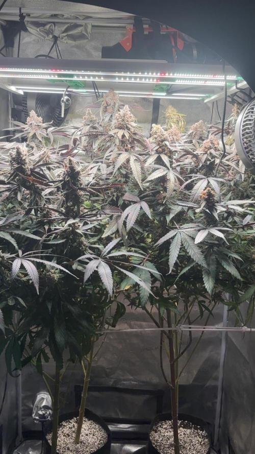 Garlic sherb s1. Week 8