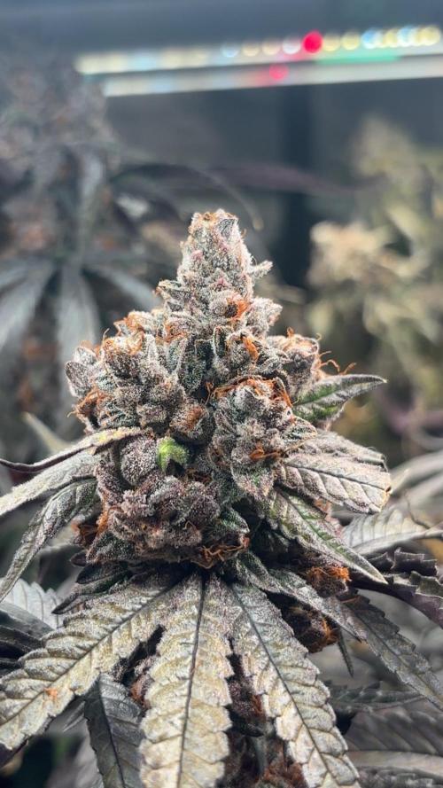 Garlic sherb s1. Week 8