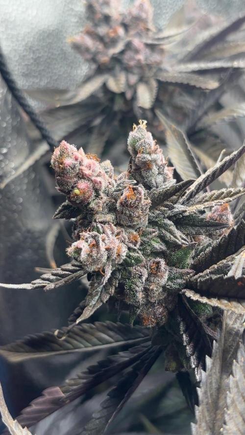 Garlic sherb s1. Week 8