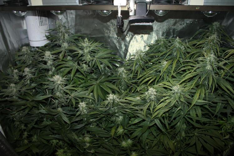 Apple Fritter & Rainbow Sherbet in scrOG. Week 12 - Day 80 (45 days into 12/12)