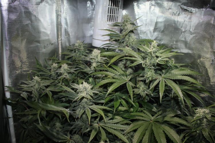 Apple Fritter & Rainbow Sherbet in scrOG. Week 12 - Day 80 (45 days into 12/12)