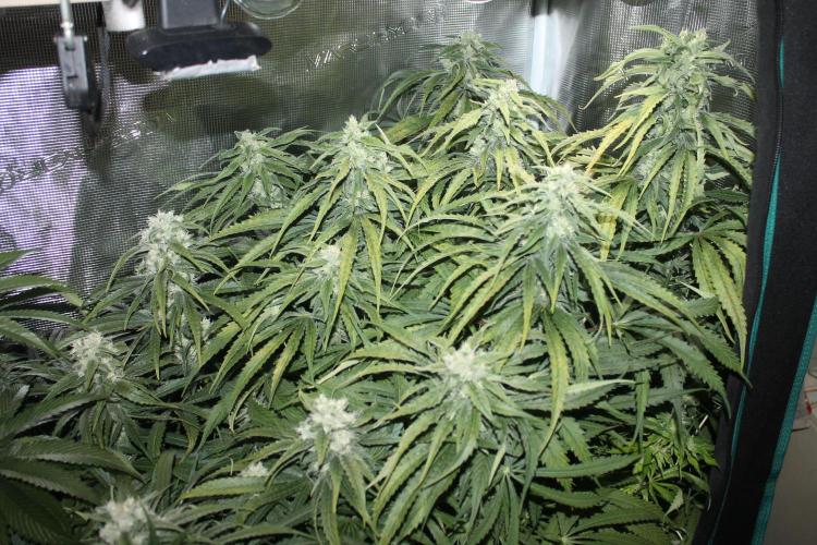 Apple Fritter & Rainbow Sherbet in scrOG. Week 12 - Day 80 (45 days into 12/12)