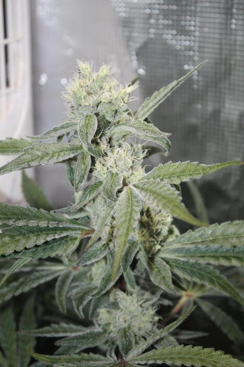 Apple Fritter & Rainbow Sherbet in scrOG. Week 12 - Day 80 (45 days into 12/12)