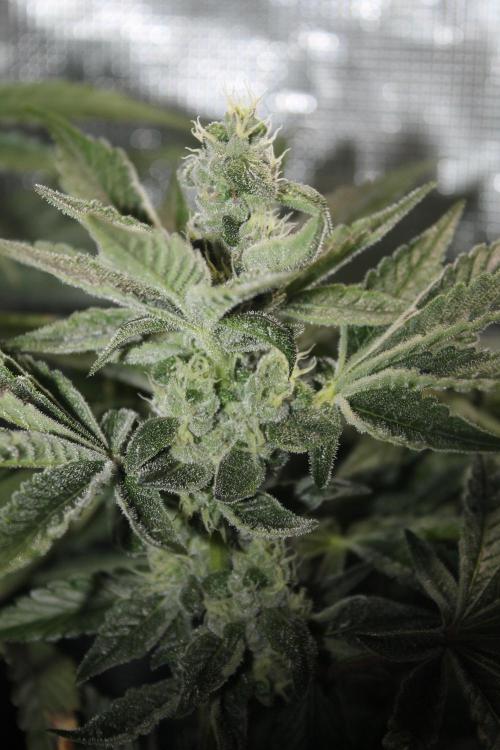 Apple Fritter & Rainbow Sherbet in scrOG. Week 12 - Day 80 (45 days into 12/12)