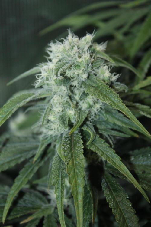 Apple Fritter & Rainbow Sherbet in scrOG. Week 12 - Day 80 (45 days into 12/12)