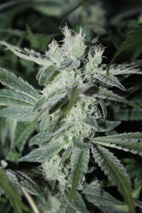 Apple Fritter & Rainbow Sherbet in scrOG. Week 12 - Day 80 (45 days into 12/12)