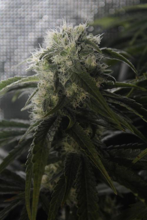 Apple Fritter & Rainbow Sherbet in scrOG. Week 12 - Day 80 (45 days into 12/12)