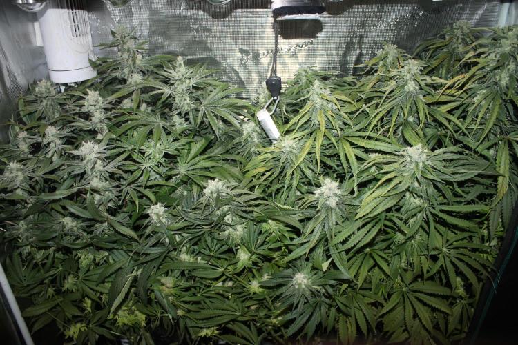 Apple Fritter & Rainbow Sherbet in scrOG. Week 12 - Day 84 (49 days into 12/12)