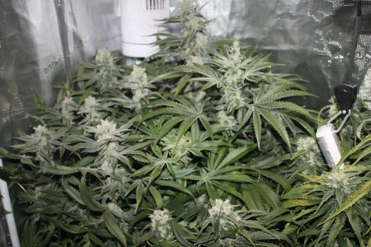 Apple Fritter & Rainbow Sherbet in scrOG. Week 12 - Day 84 (49 days into 12/12)