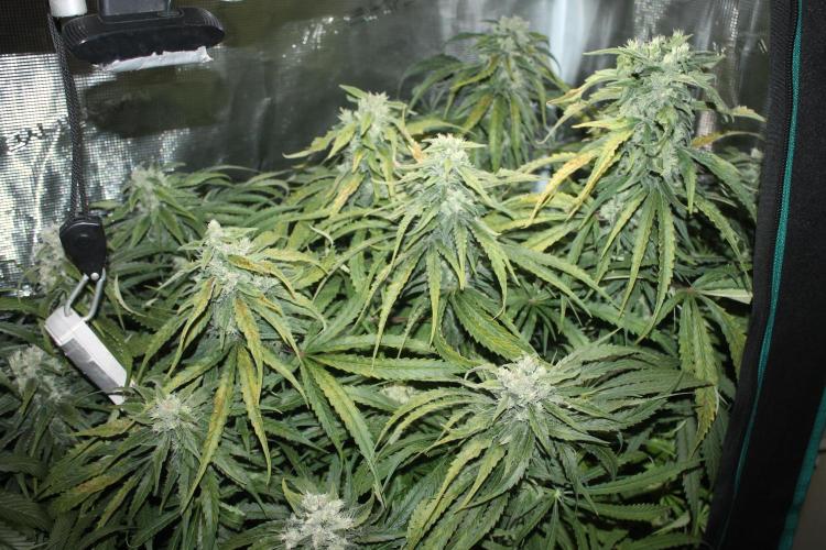 Apple Fritter & Rainbow Sherbet in scrOG. Week 12 - Day 84 (49 days into 12/12)