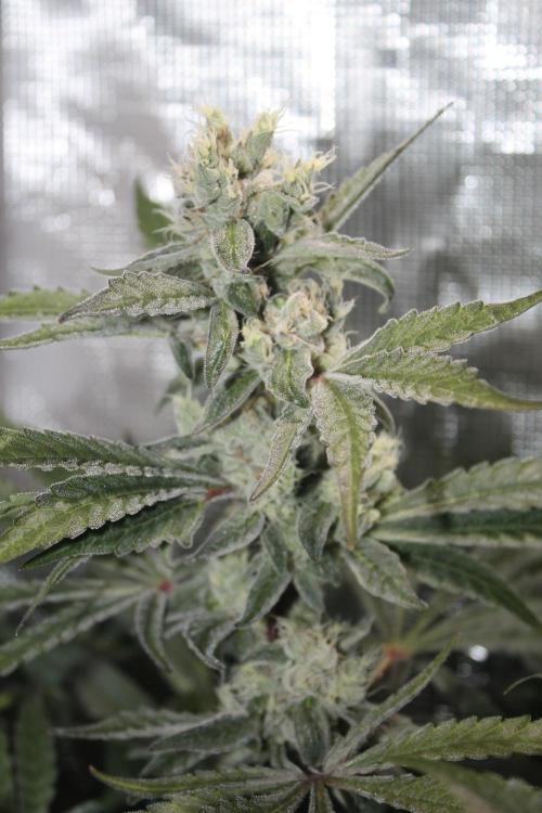 Apple Fritter & Rainbow Sherbet in scrOG. Week 12 - Day 84 (49 days into 12/12)