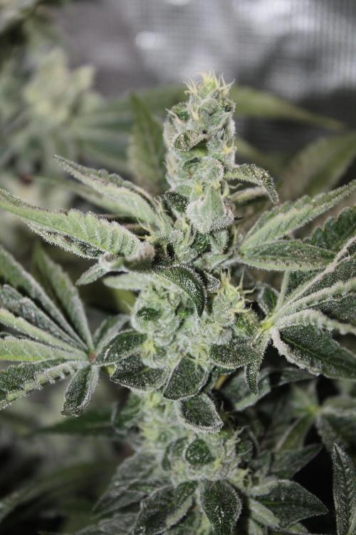 Apple Fritter & Rainbow Sherbet in scrOG. Week 12 - Day 84 (49 days into 12/12)