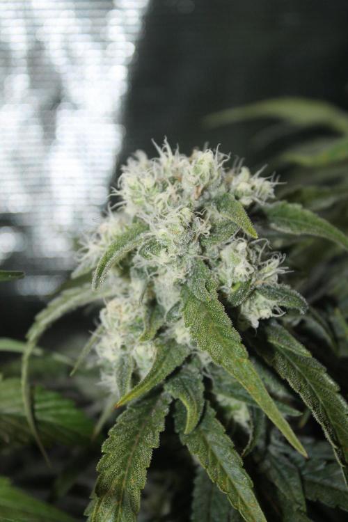 Apple Fritter & Rainbow Sherbet in scrOG. Week 12 - Day 84 (49 days into 12/12)