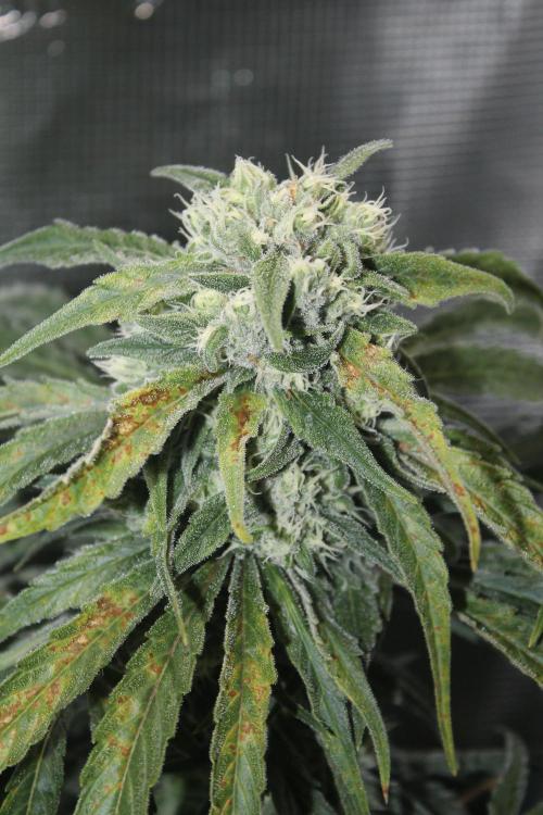 Apple Fritter & Rainbow Sherbet in scrOG. Week 12 - Day 84 (49 days into 12/12)