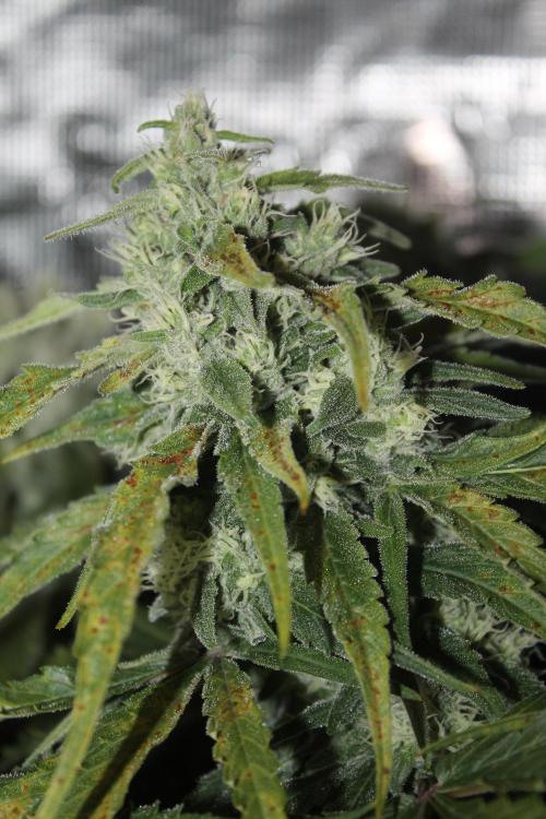 Apple Fritter & Rainbow Sherbet in scrOG. Week 12 - Day 84 (49 days into 12/12)