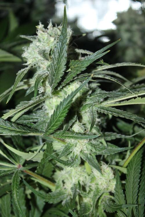 Apple Fritter & Rainbow Sherbet in scrOG. Week 12 - Day 84 (49 days into 12/12)