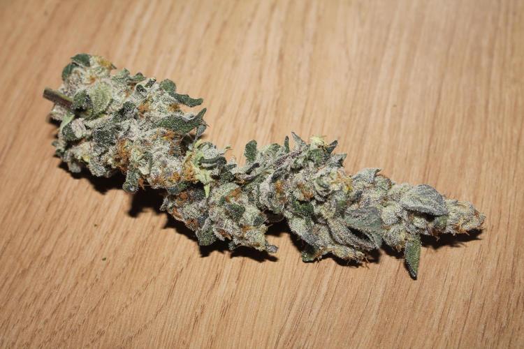 Apple Fritter & Rainbow Sherbet in scrOG. Week 15