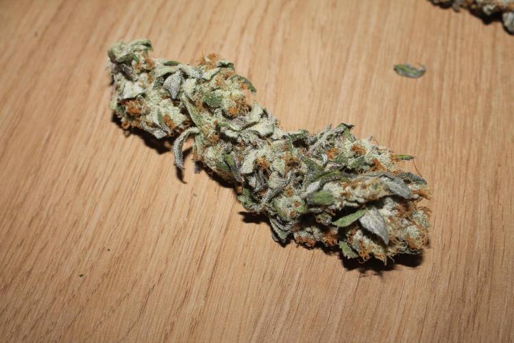 Apple Fritter & Rainbow Sherbet in scrOG. Week 15