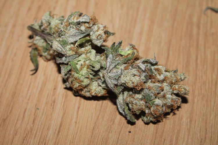 Apple Fritter & Rainbow Sherbet in scrOG. Week 15