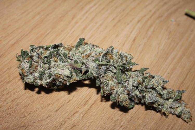 Apple Fritter & Rainbow Sherbet in scrOG. Week 15