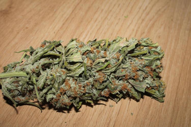 Apple Fritter & Rainbow Sherbet in scrOG. Week 15