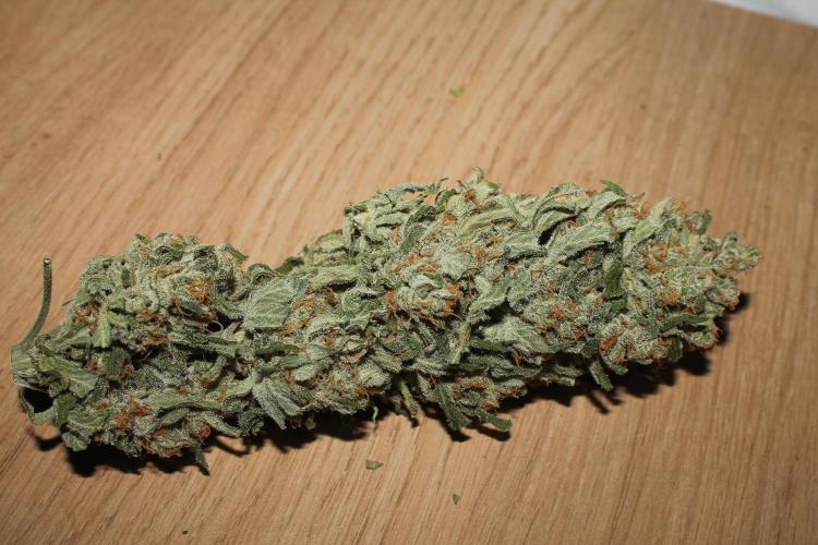 Apple Fritter & Rainbow Sherbet in scrOG. Week 15