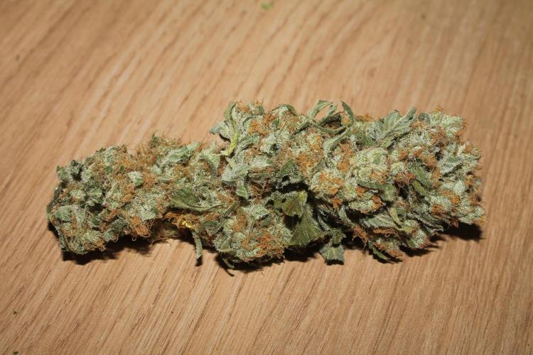 Apple Fritter & Rainbow Sherbet in scrOG. Week 15