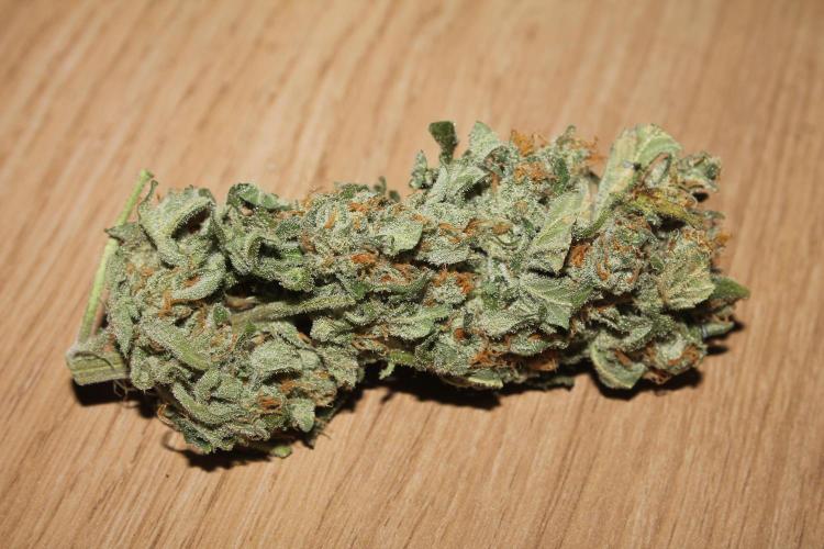 Apple Fritter & Rainbow Sherbet in scrOG. Week 15