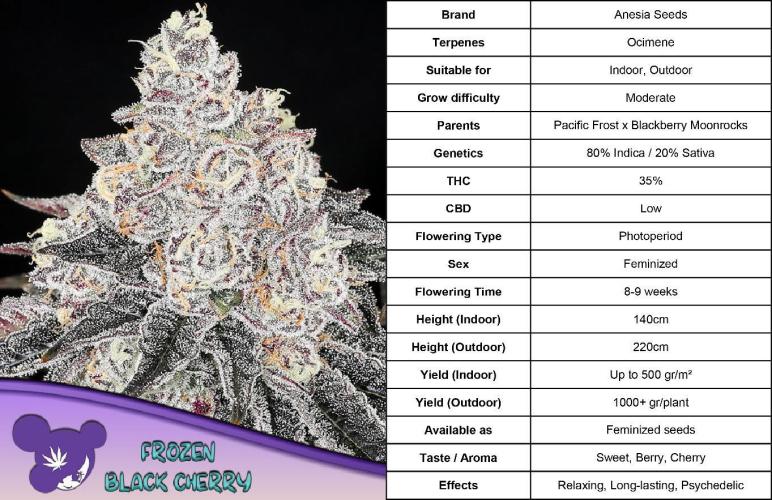 Frozen Black Cherry (Anesia Seeds). Week 0