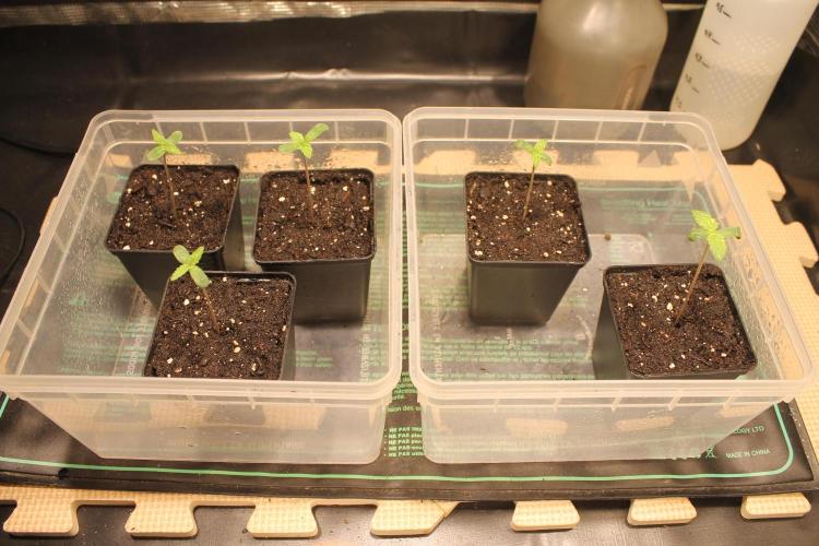 Frozen Black Cherry (Anesia Seeds). Week 1 - Day 3