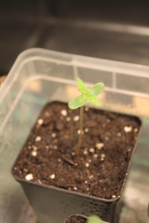 Frozen Black Cherry (Anesia Seeds). Week 1 - Day 3