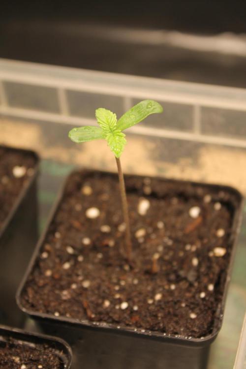 Frozen Black Cherry (Anesia Seeds). Week 1 - Day 3