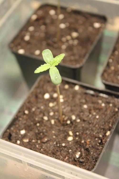 Frozen Black Cherry (Anesia Seeds). Week 1 - Day 3