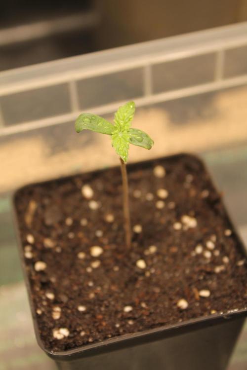 Frozen Black Cherry (Anesia Seeds). Week 1 - Day 3