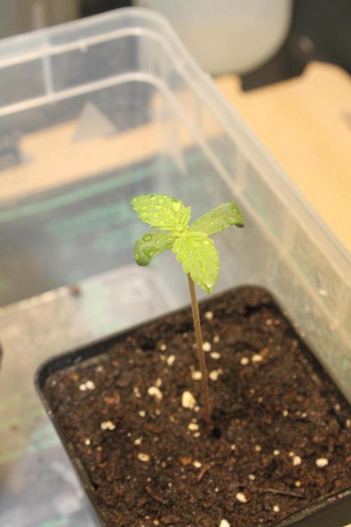 Frozen Black Cherry (Anesia Seeds). Week 1 - Day 3