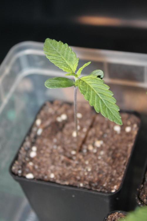 Frozen Black Cherry (Anesia Seeds). Week 1 - Day 7