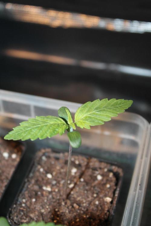 Frozen Black Cherry (Anesia Seeds). Week 1 - Day 7
