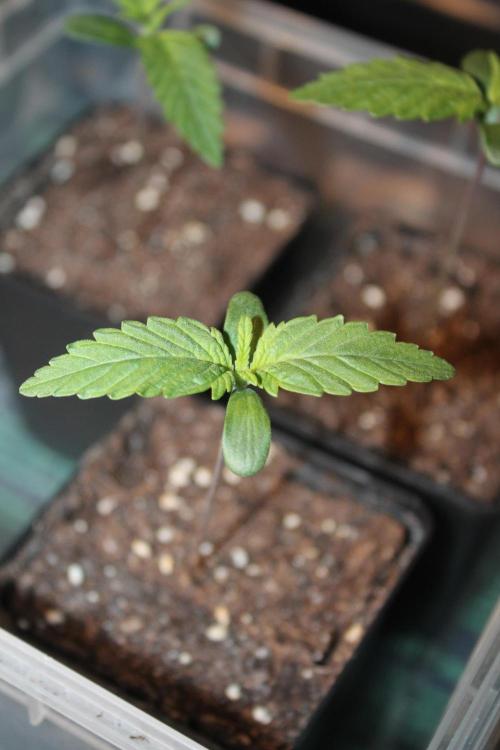 Frozen Black Cherry (Anesia Seeds). Week 1 - Day 7